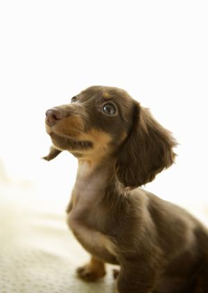 ペットを火葬して葬儀する方法とは