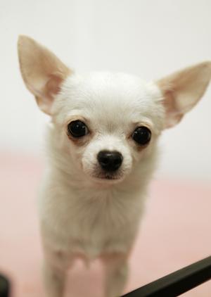 大阪で全てが揃った犬のための葬儀会社