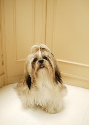 安心安全なペット輸送サービスを徹底ガイド！飼い主が知っておくべきポイントと選び方