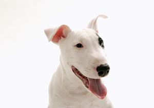 ノルウェージャンブリーダーの子猫情報