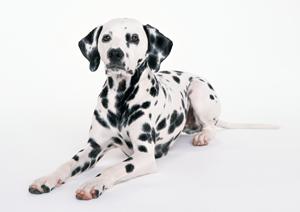 豆柴の仔犬販売を探している方へ