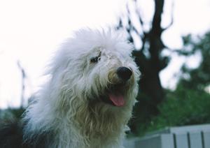 カフェ・ホーホーのかわいいフクロウ