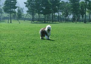 高度医療が期待できる武蔵野市の動物病院