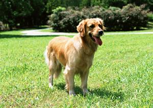自然にかこまれた老犬ホームはこちら