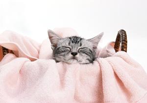 ペット保険はネットで簡単手厚いサポート