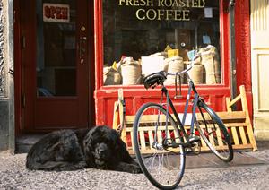 肉球クリームならここがおすすめ