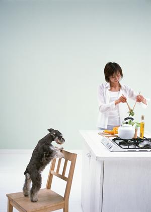 大阪で愛猫を美しく！信頼できるトリミングサロンの選び方とおすすめサービス