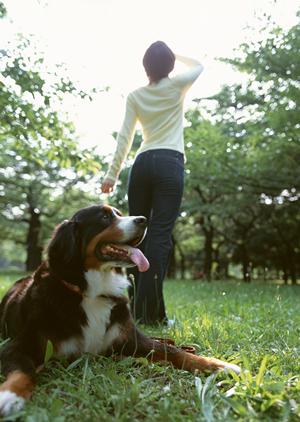 秦野で評判の動物病院徹底ガイド2025年版：選び方とおすすめ施設