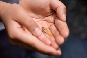 お洒落な雰囲気の犬服の通販ショップ